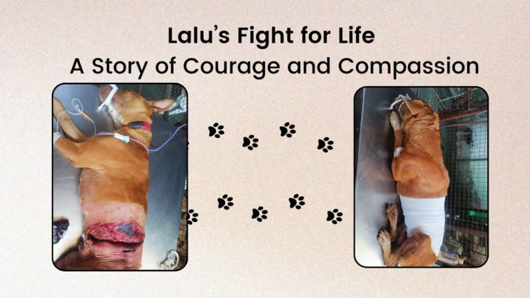 Help Lalu Heal from Unimaginable Cruelty – And Save Many More Like Him
