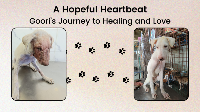 The Unsung Heroes: How Stray Animals Teach Us Compassion