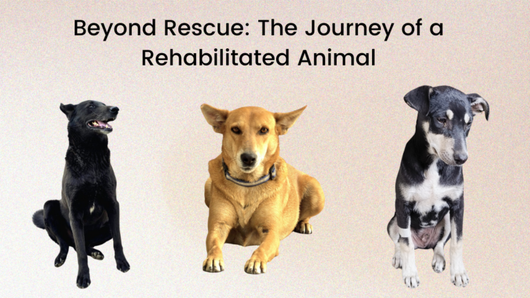 Beyond Rescue: The Journey of a Rehabilitated Animal